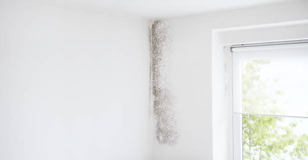 Best Asbestos and Lead Testing During Mold Inspection  in Murphys Estates, SC