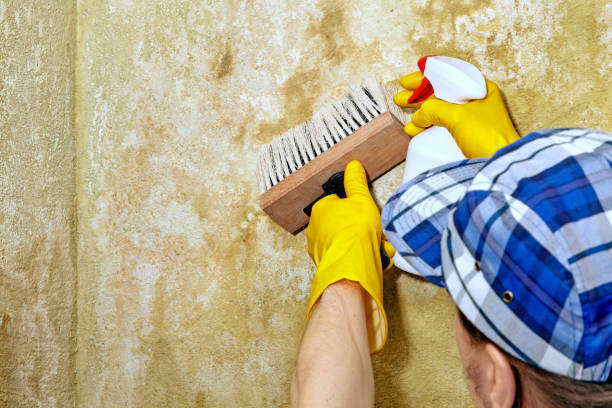 Best Emergency Mold Remediation  in Murphys Estates, SC