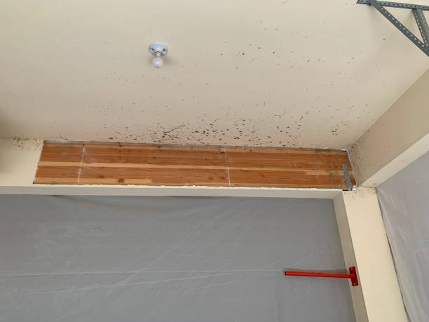 Best Basement Mold Removal  in Murphys Estates, SC