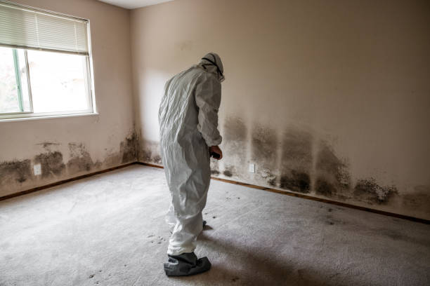 Best Air Quality Testing for Mold Spores  in Murphys Estates, SC