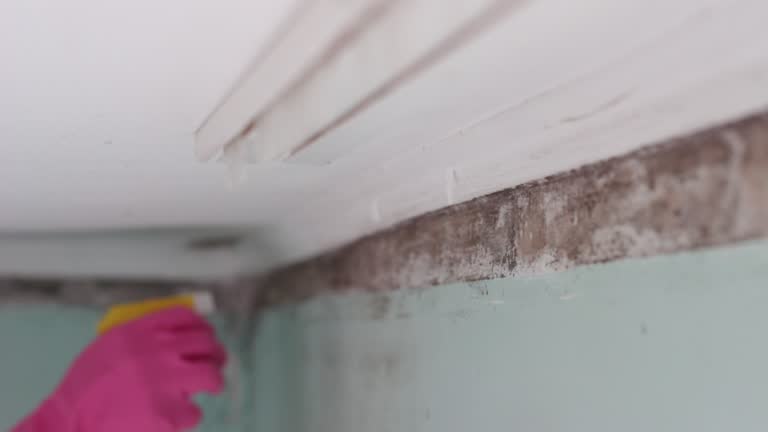 Dehumidification Services in Murphys Estates, SC